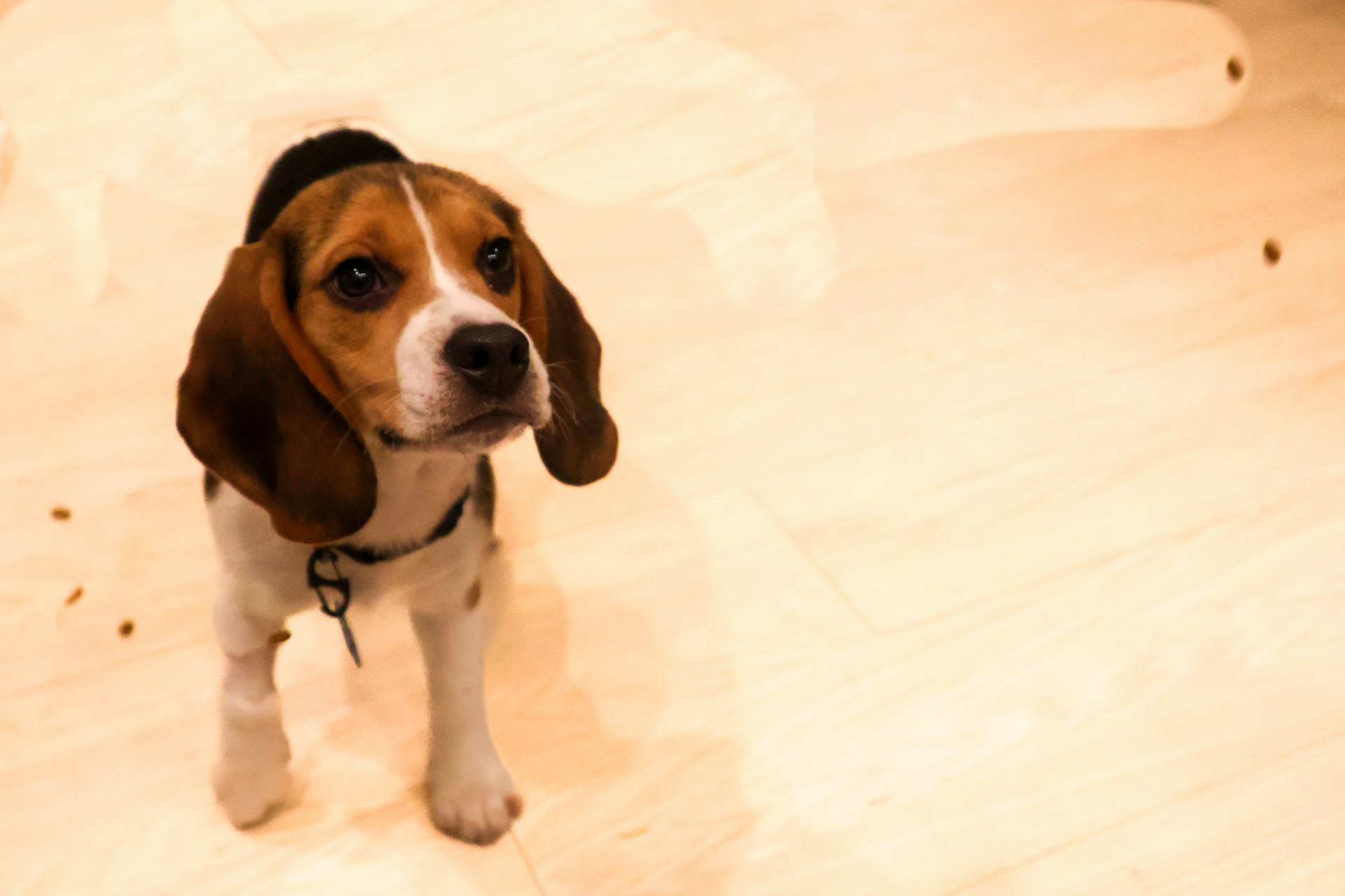 a beagle puppy standing on a hard wood floor